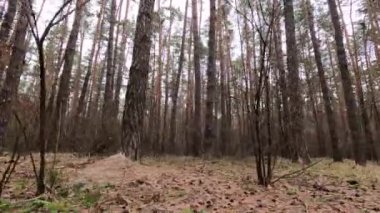 Gündüzleri yüksek gövdeli çam ağaçları