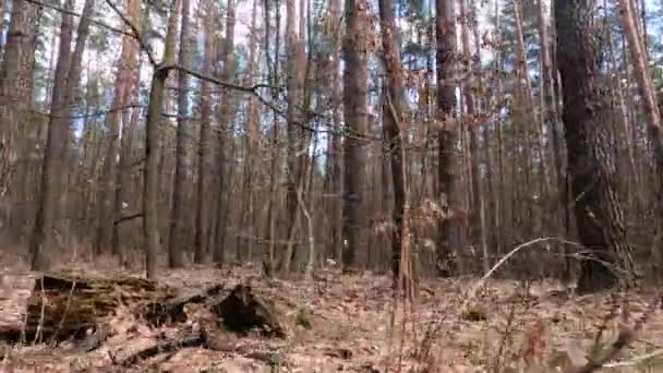 Bosque con pinos con troncos altos durante el día — Vídeos de Stock