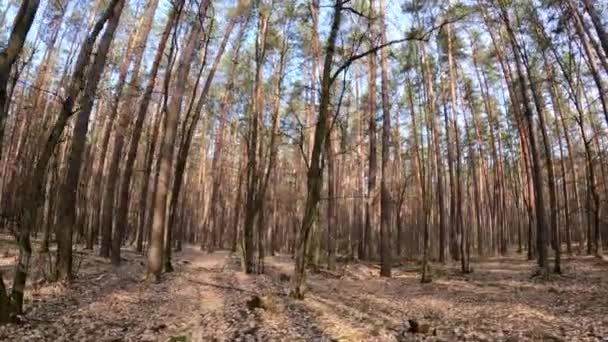 Woud met dennen met hoge stammen gedurende de dag — Stockvideo