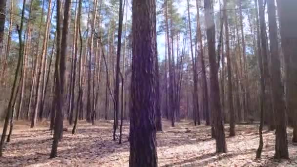 Bosque con pinos con troncos altos durante el día — Vídeos de Stock