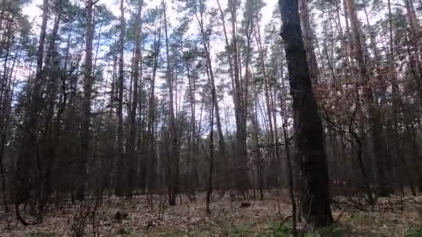 Skogen med furu og høyhalset furu om dagen – stockvideo