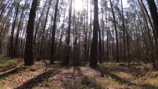 Bosque con pinos con troncos altos durante el día — Vídeos de Stock