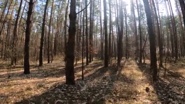 낮 에는 줄기가 높은 소나무들이 있는 숲 — 비디오