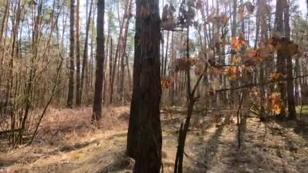 Wald mit Kiefern mit hohen Stämmen am Tag — Stockvideo