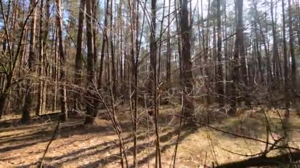 Wald mit Kiefern mit hohen Stämmen am Tag — Stockvideo