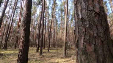 Gündüzleri yüksek gövdeli çam ağaçları