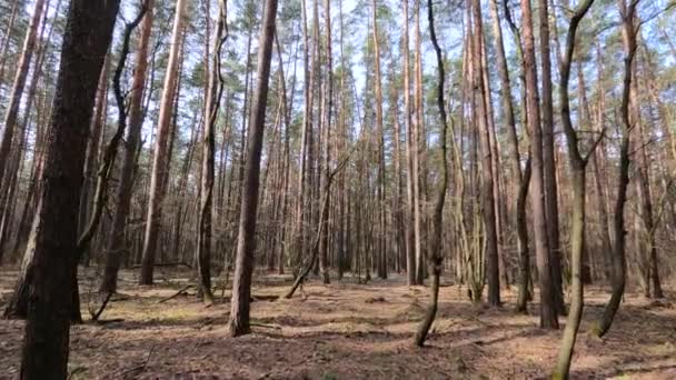 Bosque con pinos con troncos altos durante el día — Vídeos de Stock