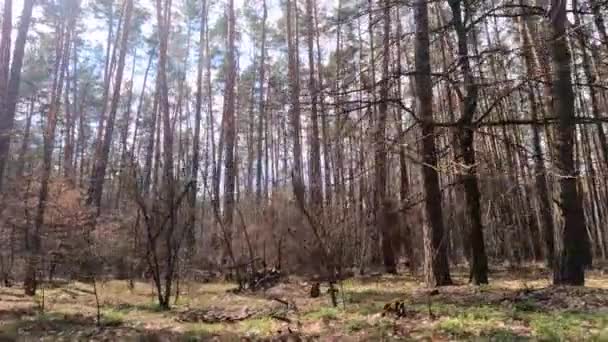 Las z sosnami z wysokimi pniami w ciągu dnia — Wideo stockowe