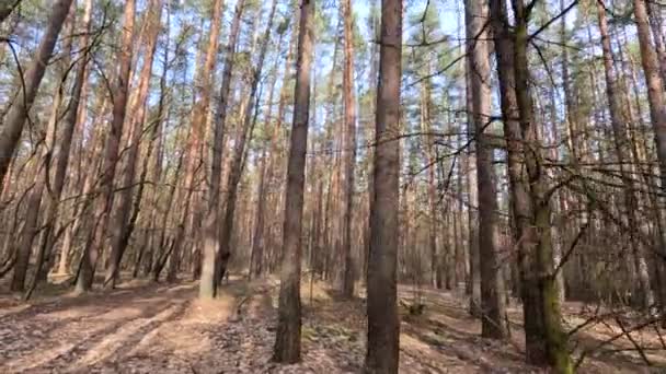 Bosque con pinos con troncos altos durante el día — Vídeos de Stock