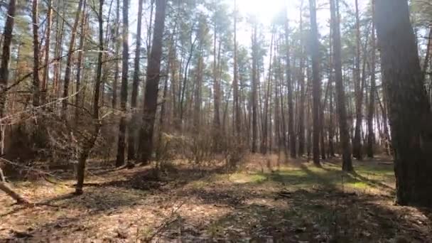 Woud met dennen met hoge stammen gedurende de dag — Stockvideo