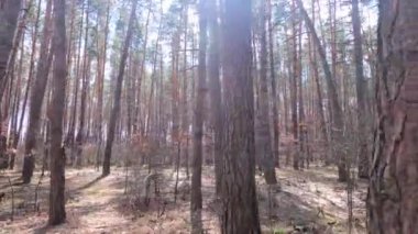 Gündüzleri yüksek gövdeli çam ağaçları