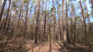 Gündüzleri yüksek gövdeli çam ağaçları