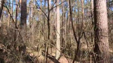 Gündüzleri yüksek gövdeli çam ağaçları