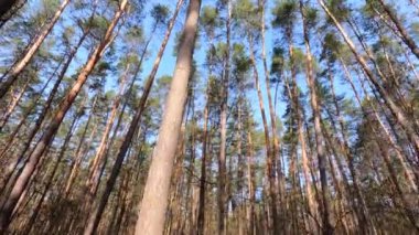 Gündüzleri yüksek gövdeli çam ağaçları