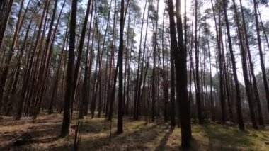 Gündüzleri yüksek gövdeli çam ağaçları