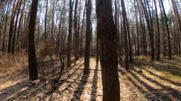 Forêt avec pins à troncs hauts pendant la journée — Video