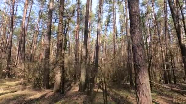 Skog med tallar med höga stammar under dagen — Stockvideo