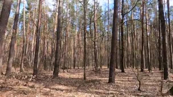 Forêt avec pins à troncs hauts pendant la journée