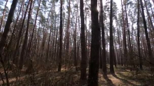 Les s borovicemi s vysokými kmeny během dne — Stock video