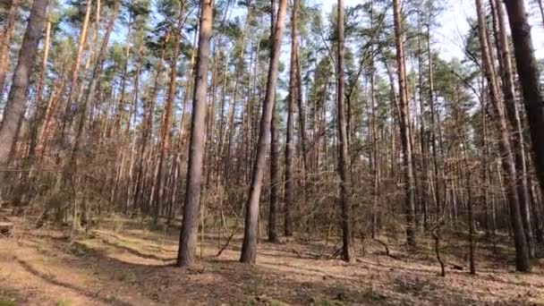 Forêt avec pins à troncs hauts pendant la journée