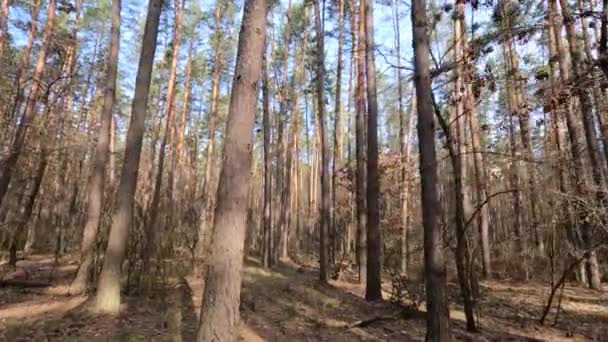 Skog med tallar med höga stammar under dagen — Stockvideo
