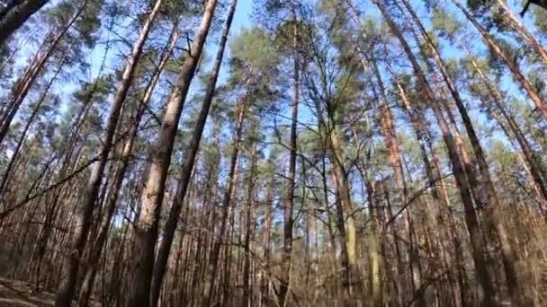 Woud met dennen met hoge stammen gedurende de dag — Stockvideo