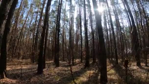 Floresta com pinheiros com troncos altos durante o dia — Vídeo de Stock