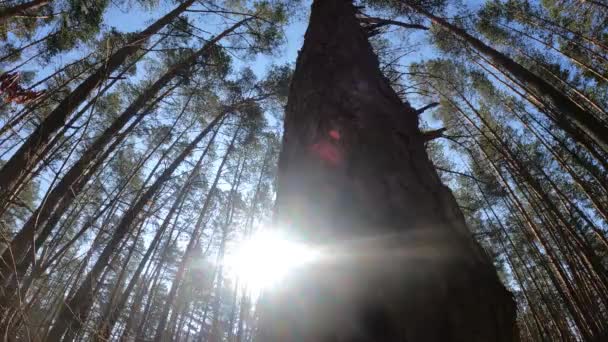 Wald mit Kiefern mit hohen Stämmen am Tag — Stockvideo