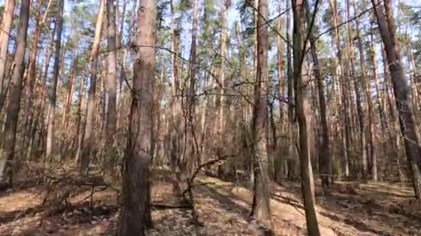 Skog med tallar med höga stammar under dagen — Stockvideo