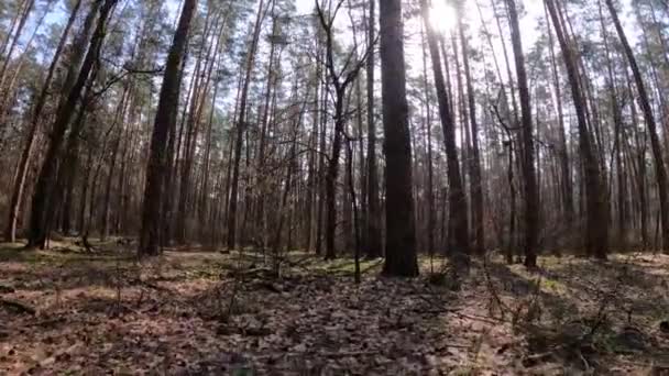 Woud met dennen met hoge stammen gedurende de dag — Stockvideo