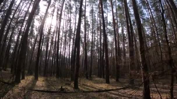 Floresta com pinheiros com troncos altos durante o dia — Vídeo de Stock