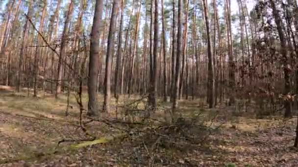 Skog med tallar med höga stammar under dagen — Stockvideo