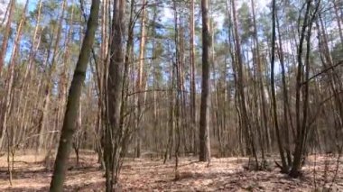 Gündüzleri yüksek gövdeli çam ağaçları