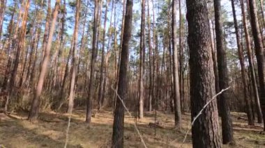 Gündüzleri yüksek gövdeli çam ağaçları