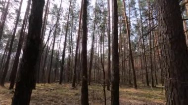 Gündüzleri yüksek gövdeli çam ağaçları