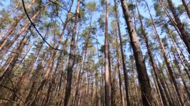 Gündüzleri yüksek gövdeli çam ağaçları