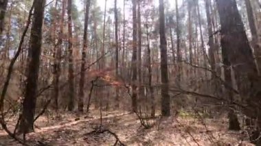 Gündüzleri yüksek gövdeli çam ağaçları