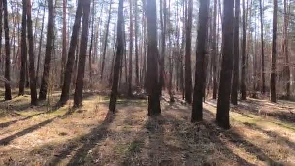 Bosco con pini con tronchi alti durante il giorno — Video Stock