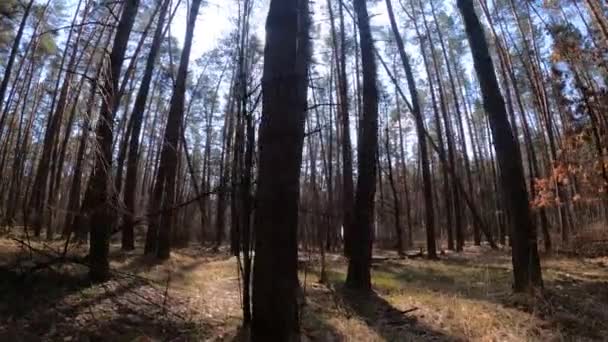 Floresta com pinheiros com troncos altos durante o dia — Vídeo de Stock