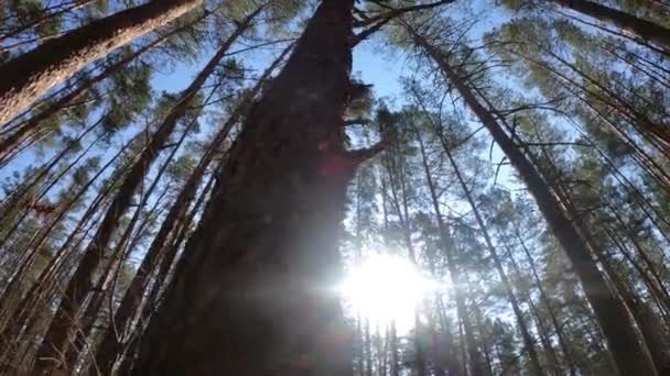 Wald mit Kiefern mit hohen Stämmen am Tag — Stockvideo