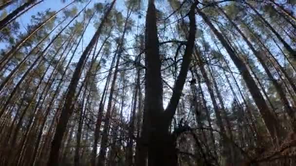 Skog med tallar med höga stammar under dagen — Stockvideo