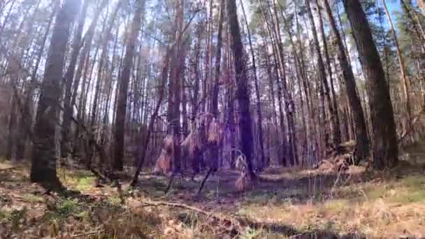 Skog med tallar med höga stammar under dagen — Stockvideo