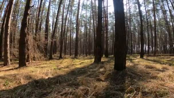 Les s borovicemi s vysokými kmeny během dne — Stock video