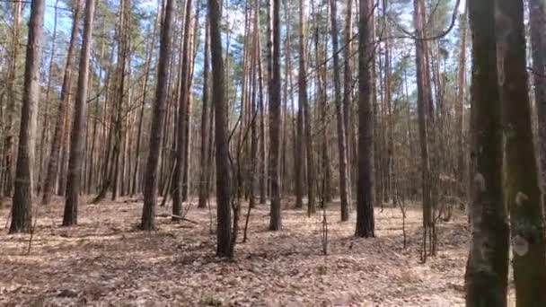 Skog med tallar med höga stammar under dagen — Stockvideo