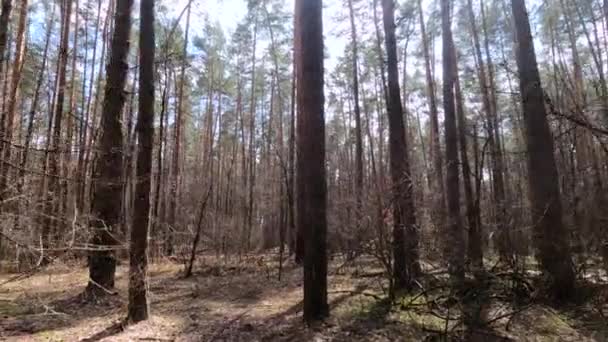 Wald mit Kiefern mit hohen Stämmen am Tag — Stockvideo