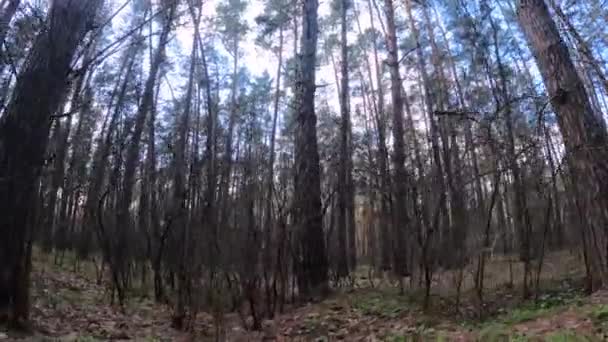 Floresta com pinheiros com troncos altos durante o dia — Vídeo de Stock