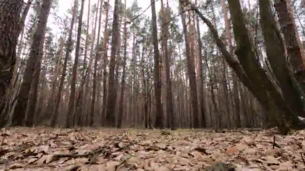 Les s borovicemi s vysokými kmeny během dne — Stock video