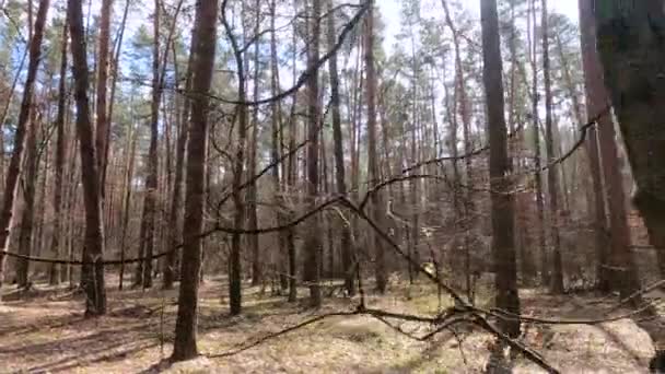 Hutan dengan pohon pinus dengan batang tinggi pada siang hari — Stok Video