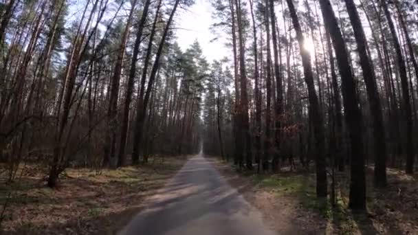 Bosque con pinos con troncos altos durante el día — Vídeos de Stock