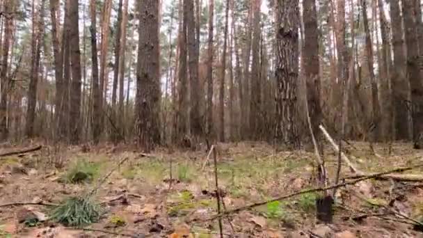 Wald mit Kiefern mit hohen Stämmen am Tag — Stockvideo